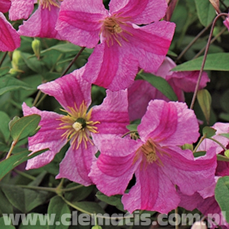 Clematis Viticella-ryhmä 'Krakowiak', tarhaviinikärhö